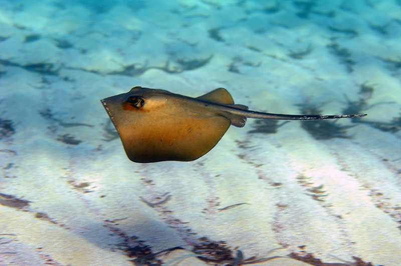 Trigone (Dasyatis pastinaca)